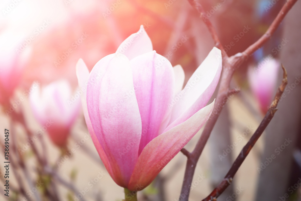 Fototapeta premium Flowers of magnolia tree over green background in springtime. Sunny rays