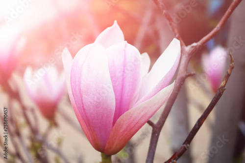 Flowers of magnolia tree over green background in springtime. Sunny rays