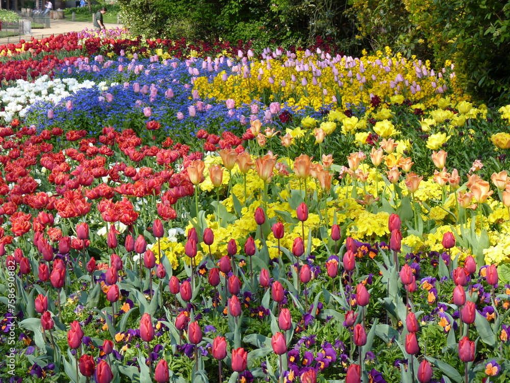 Jardin de tulipes colorées