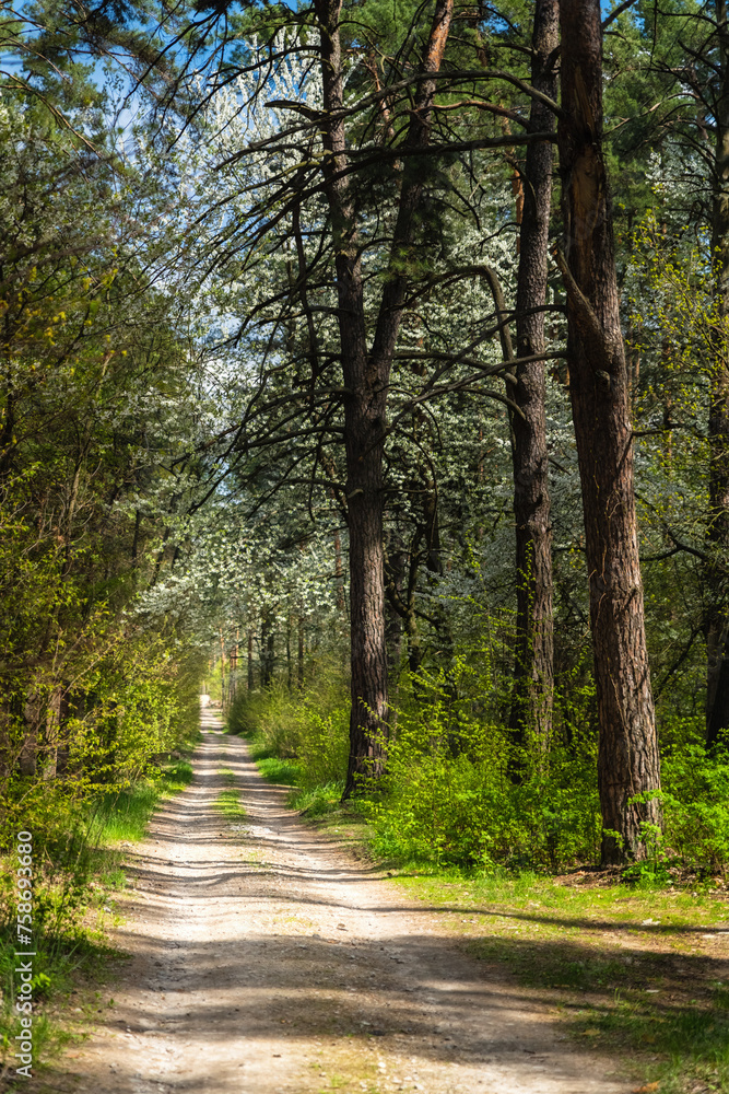 Forest in Ukraine at spring time Forest in Ukraine at spring time
