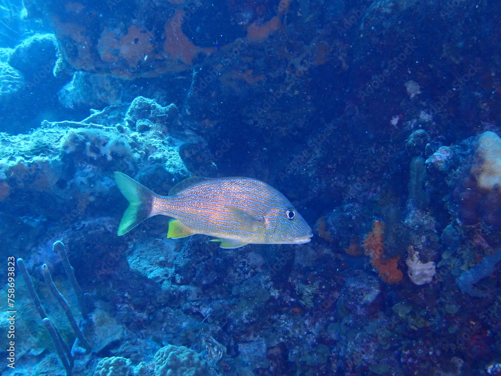 Fototapeta premium scuba diving underwater world