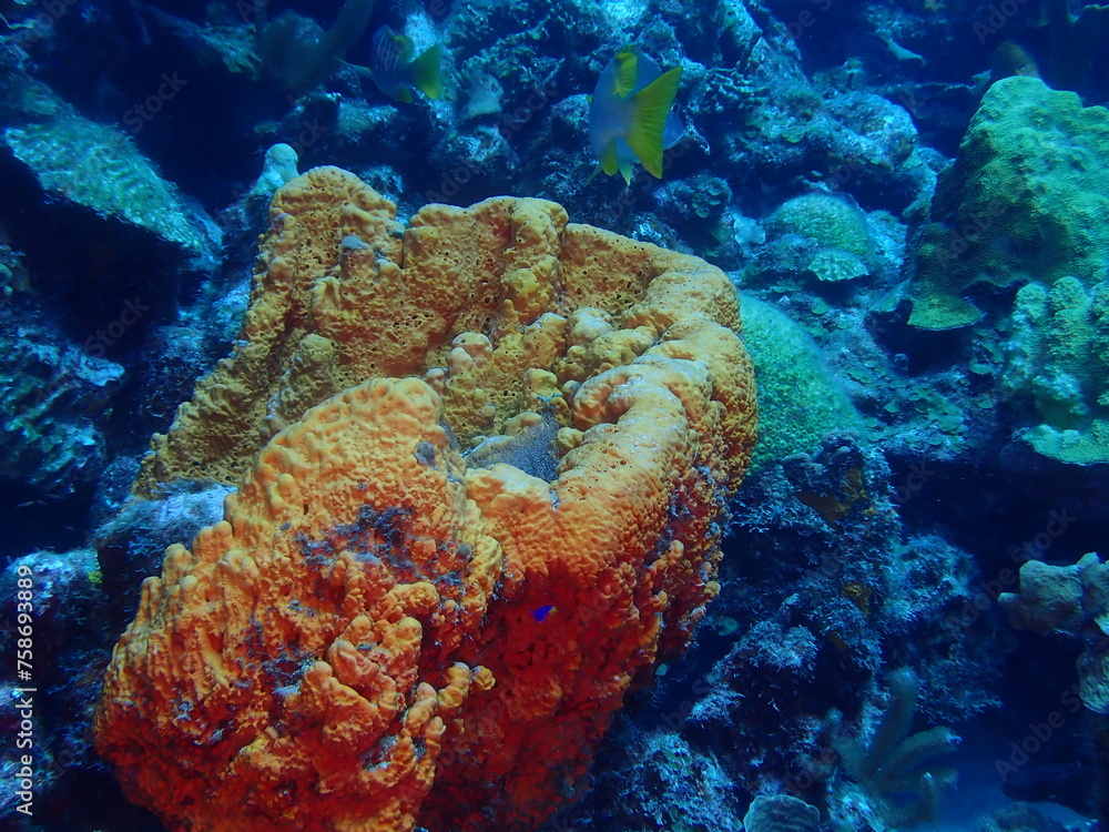 Fototapeta premium scuba diving underwater world 