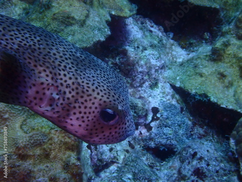 scuba diving underwater world  © Enrique