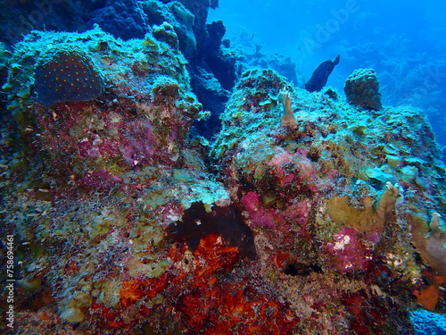 Fototapeta Naklejka Na Ścianę i Meble -  underwater coral reef 
