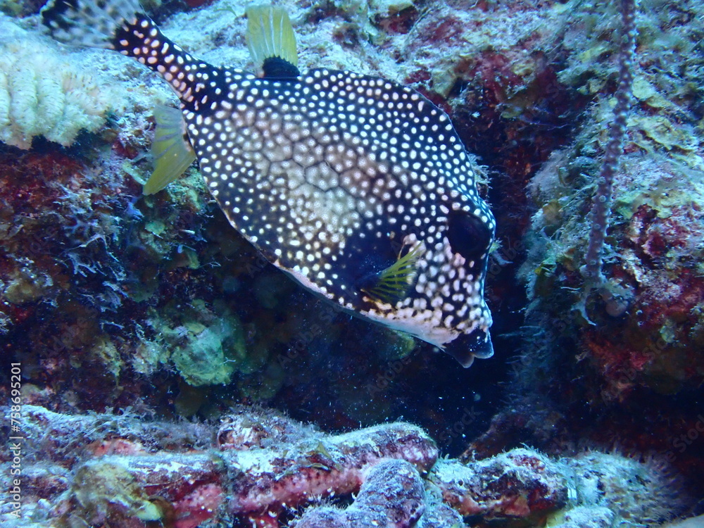 Obraz premium trunkfish