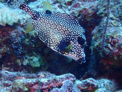 Fototapeta Naklejka Na Ścianę i Meble -  trunkfish