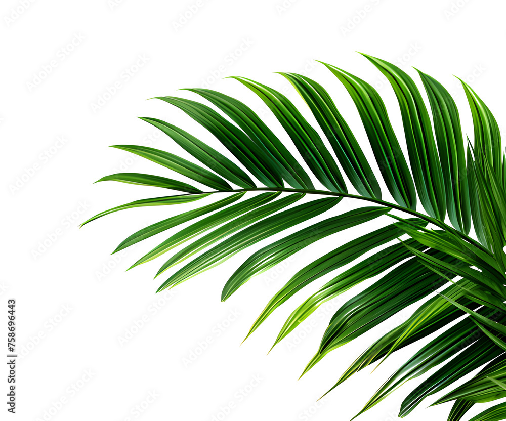 Obraz premium Vector watercolor palm leaves, coconut palm leaves, tropical leaves, variety, ornamental plants, banana leaves, transparent background
