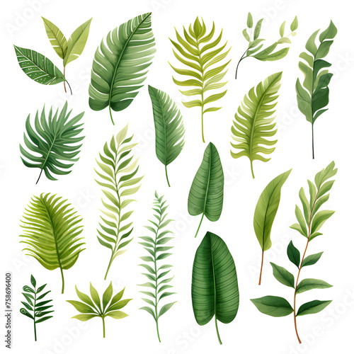 Set of tropical leaves  vector  watercolor  variety  ornamental  transparent background