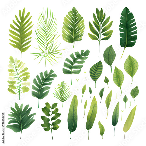 Set of tropical leaves, vector, watercolor, variety, ornamental, transparent background © WITCHA