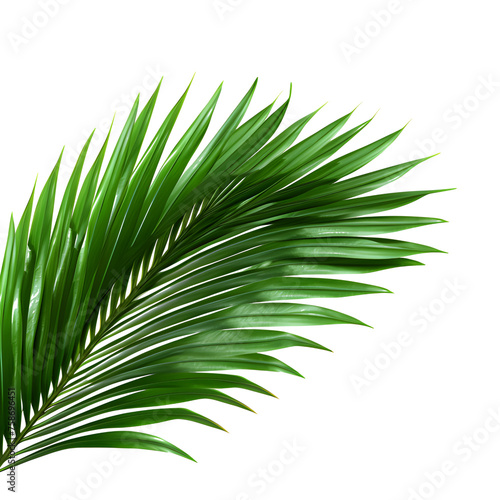 Vector watercolor palm leaves  coconut palm leaves  tropical leaves  variety  ornamental plants  banana leaves  transparent background