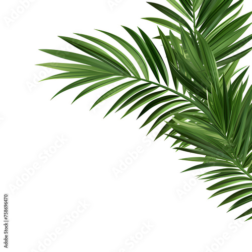 Vector watercolor palm leaves  coconut palm leaves  tropical leaves  variety  ornamental plants  banana leaves  transparent background