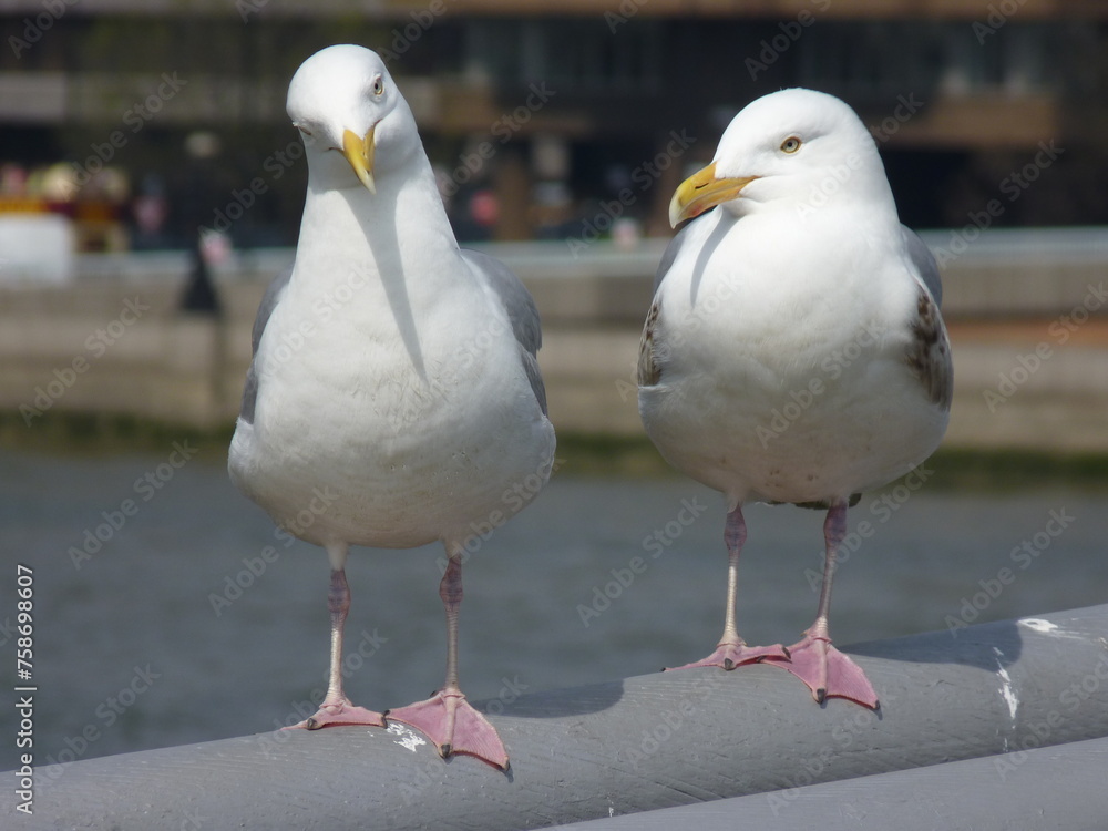 Obraz premium Mouettes posées