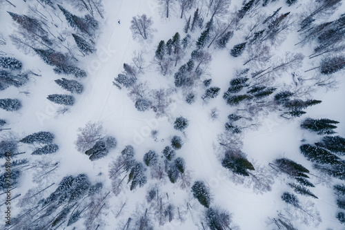 Aerial top view winter forest with fresh snow and white trees in rural Sheregesh, Drone photo