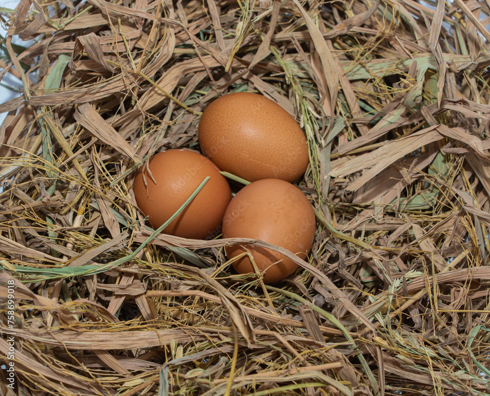 three fresh chicken eggs with nest, A pile of brown eggs in a nest three fresh chicken eggs with nest, A pile of brown eggs in a nest