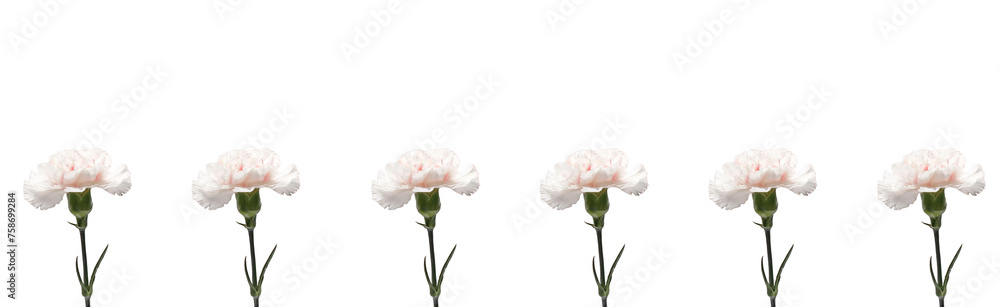White carnation against a plain background, perfect for Mother's Day. White carnation against a plain background, perfect for Mother's Day.