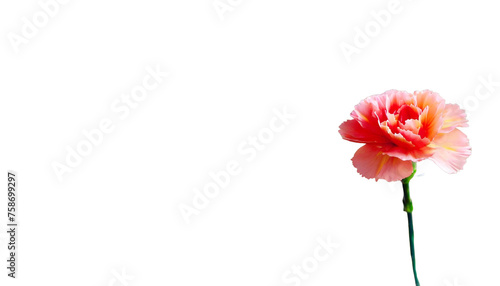 A single red carnation against a plain background, perfect for Mother's Day.