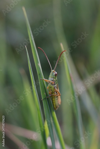 Caelifera, insects on grass
