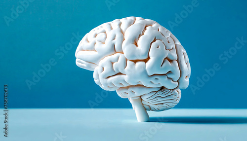 A crisp, white brain model set before a blue backdrop serves as an educational tool or conceptual imagery for neuroscience.