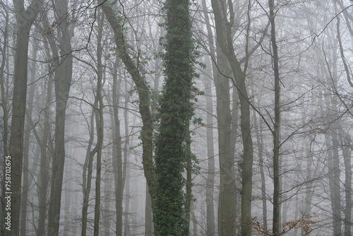 Wald, Nebel, Teutoburger Wald © Jannik  Wilke