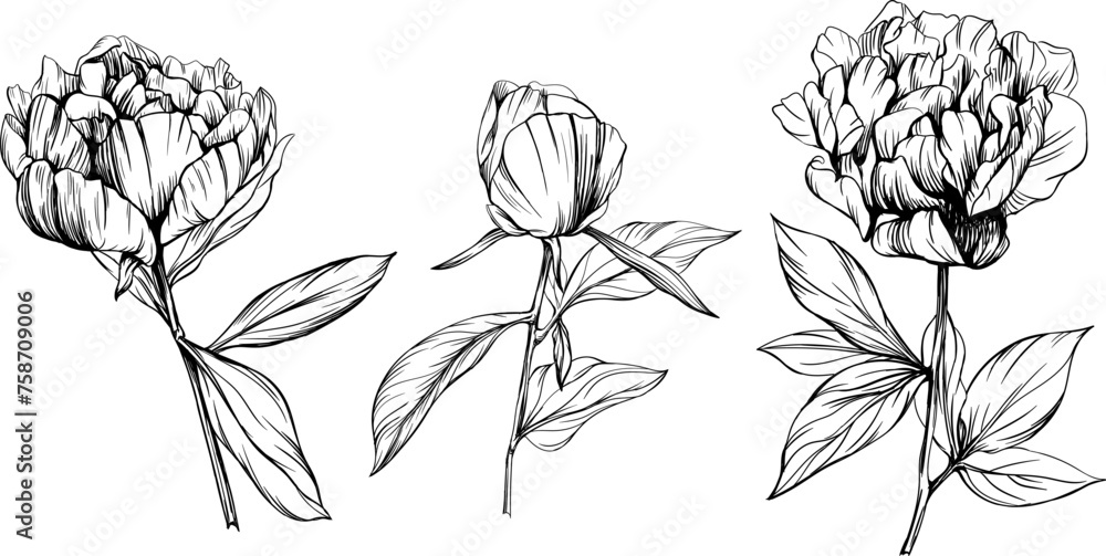Peony floral botanical flower hand drawn. Wild spring leaf wildflower isolated. Black and white engraved ink art collection. Isolated peony illustration element on white background. Peony floral botanical flower hand drawn. Wild spring leaf wildflower isolated. Black and white engraved ink art collection. Isolated peony illustration element on white background.