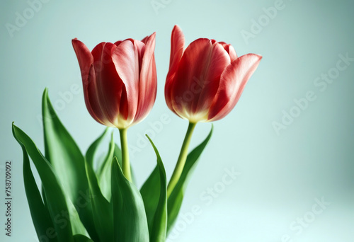 white Tulip background isolated Flower Summer Easter Spring Love Green Holiday Mother Yellow Romantic Mother s day Flora Mom