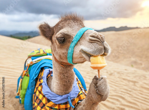 Adorable Little Camel Enjoy a Fruity Ice Bar in the Desert