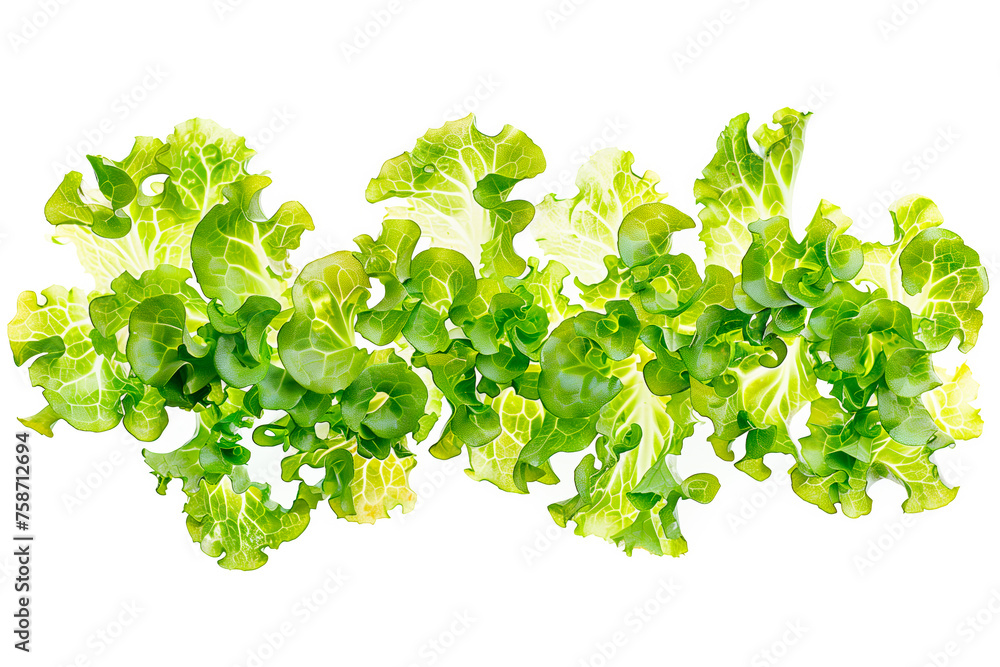 Obraz premium Frisee lettuce isolated on white background. Fresh green salad leaves from garden