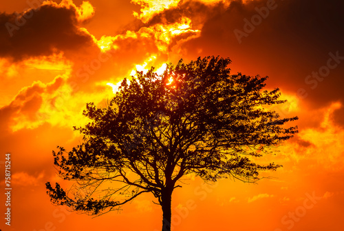 Solitary Tree Silhouetted Against a Fiery Sunset Sky in Sweden