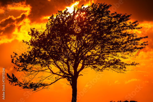 Solitary Tree Silhouetted Against a Fiery Sunset Sky in Sweden
