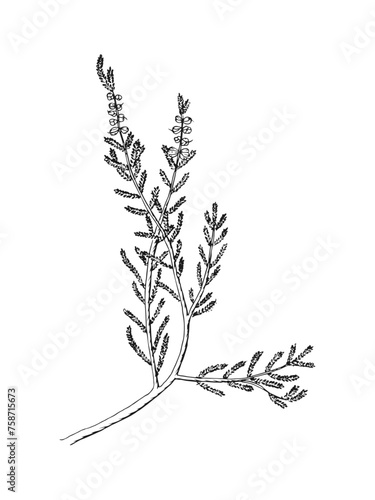 Hand drawn line art minimalist heather illustration. Healing herbs  culinary herbs  aromatherapy plants  herbal tea ingredients. Botanical clipart. Plant  illustration. Organic skincare ingredients.