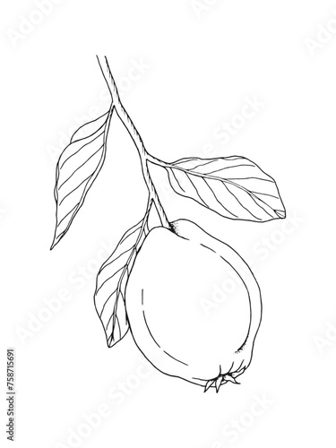 Hand drawn line art minimalist quince illustration. Healing herbs, culinary herbs, aromatherapy plants, herbal tea ingredients. Botanical clipart. Plant  illustration. Organic skincare ingredients. © Crocus Paperi