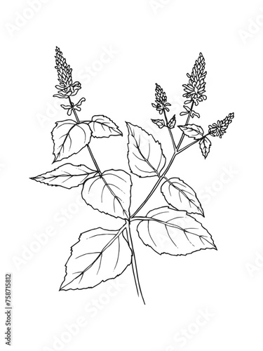 Hand drawn line art minimalist patchouli illustration. Healing herbs, culinary herbs, aromatherapy plants, herbal tea ingredients. Botanical clipart. Plant  illustration. Organic skincare ingredients.