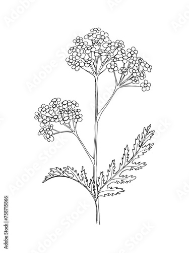 Hand drawn line art minimalist yarrow illustration. Healing herbs, culinary herbs, aromatherapy plants, herbal tea ingredients. Botanical clipart. Plant  illustration. Organic skincare ingredients. photo