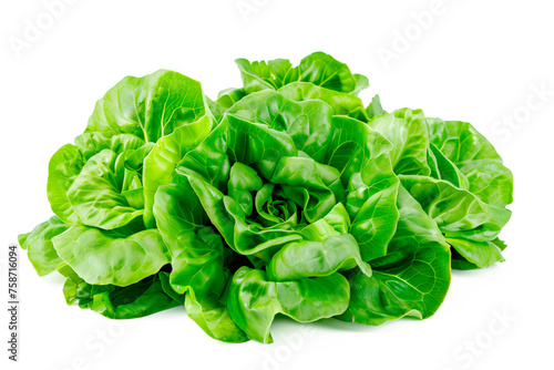 Butter lettuce isolated on white background. Fresh green salad leaves from garden