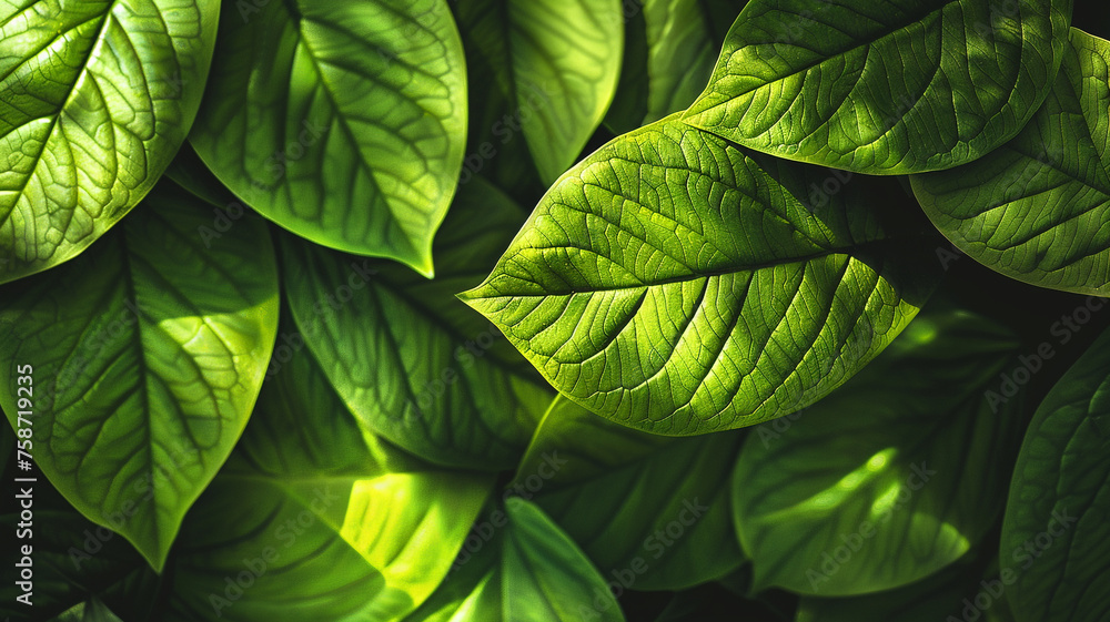 Fototapeta premium Abstract line leaves background