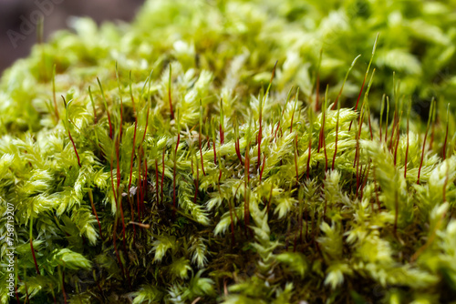 Precious drops of water from the morning dew covering an isolated plant of Ceratodon purpureus that is growing on the rock, purple moss, Burned ground moss on the stone, warm colours closeup photo