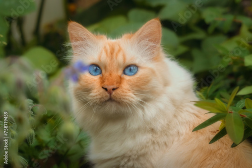 Closeup of a blue-eyed car sitting among plants in a herb garden