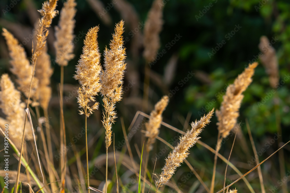 Inflorescence of wood small-reed Calamagrostis epigejos on a meadow Inflorescence of wood small-reed Calamagrostis epigejos on a meadow