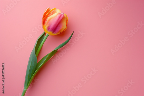 Vibrant Tulip on Pastel Pink Background, Minimalist Design