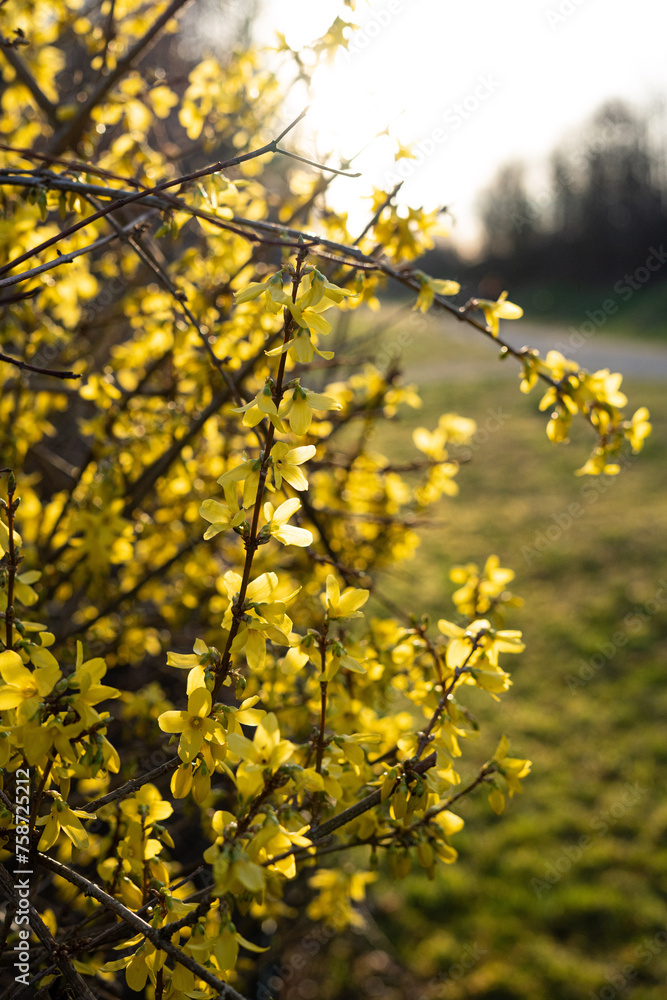 Yellow flowering easter bush Forsythia in orange sunlight Yellow flowering easter bush Forsythia in orange sunlight