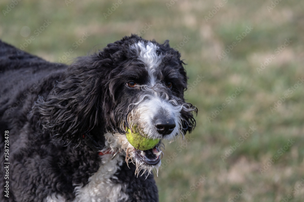 Spanish Water Dog playing in a park Spanish Water Dog playing in a park