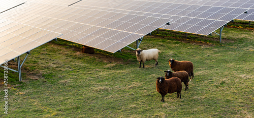 Solar power plant with brown and white sheep grazing as dual agricultural land use example