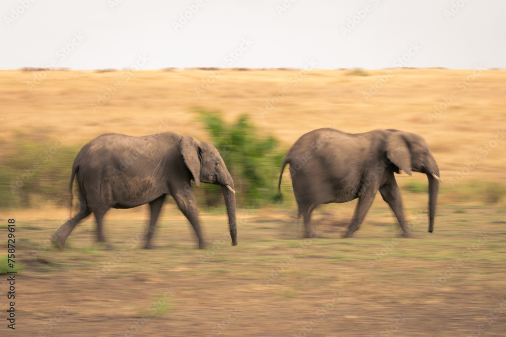 Fototapeta premium Slow pan of two elephants crossing savannah