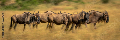 Slow pan panorama of blue wildebeest walking