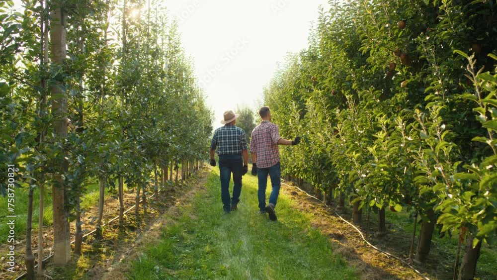 Back view of two farmers walking along the apple orchard Back view of two farmers walking along the apple orchard