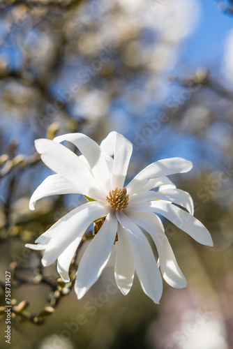 Fleur blanche de Magnolia étoilé (magnolia stellata) conservé dans les les jardins du Parc de la Tête d’Or à Lyon