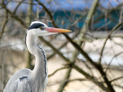 Close-up of heron in a field