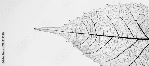 Intricate white leaf skeleton texture background perfect for creative design projects.