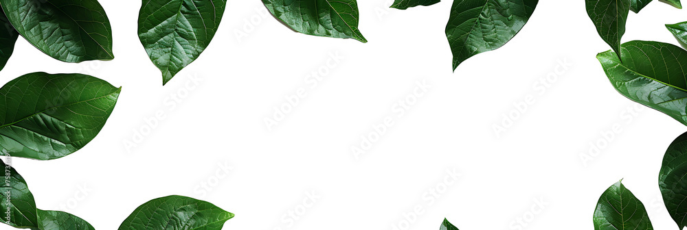 leaves isolated on white background leaves isolated on white background