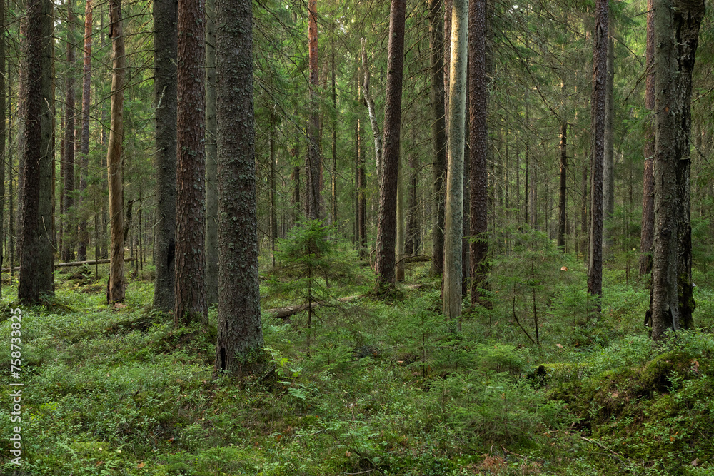 A mature coniferous natural forest on a late summer day in Estonia, Northern Europe A mature coniferous natural forest on a late summer day in Estonia, Northern Europe
